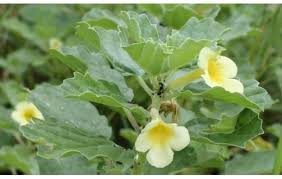 Image result for Pedalium