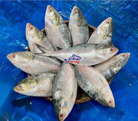 ইলিশ মাছ 1 pcs 700/600 gm