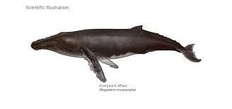 Download this premium vector about humpback whale under the sea illustration, and discover more than 12 million professional graphic resources on freepik. Humpback Whale Scientific Illustration Whale Whale Tattoos Scientific Illustration