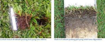 Jangan terus biarkan kecantikan rumah anda ditutupi semak samun dan rumput yang tidak terurus. Golf Course Turf Matters