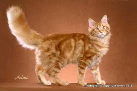 My orange tabby is a female from a feral mom that i found abandoned at 5 weeks old in wyoming. Orange Tabby Cat Picture Poc