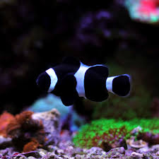 Darwin Clownfish Amphiprion Ocellaris