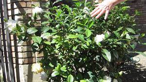 The double blooms are some of the largest to be found and the showy flowers are. First Love Gardenia Youtube