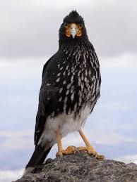 Carunculated Caracara Summit Of Rucu Pichincha Quito Ecuador Birds Bird Animals
