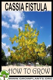 Image result for Cassia fistula