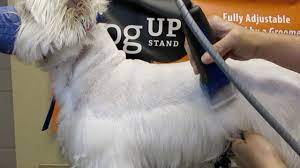 The Best Westie Cut You Will Ever See Different Point Of View Youtube