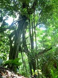 Image result for Achyrospermum aethiopicum