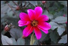 Image result for Pentas bussei