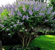 Image result for Vitex thyrsiflora