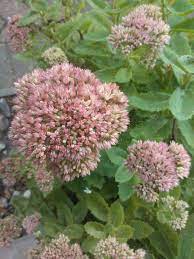 22 sedum spectabile vetkruid herfstbloem bijmateriaal bloem namen bloemen tuin