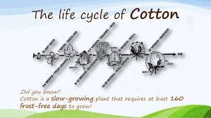 The Life Cycle Of Cotton