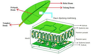 Jaringan Daun Google Search Di 2020