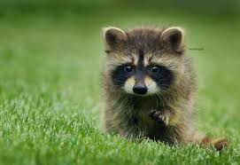 Baby Raccoon Baby Raccoon Cute Baby Animals Animal Wallpaper