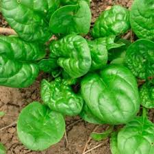 Based on the 1990 usda hardiness zone map, this interactive version covers the state of north carolina which ranges from usda zone 6a to usda zone 8a. Determining Your Gardening Zone Homesteading Guide