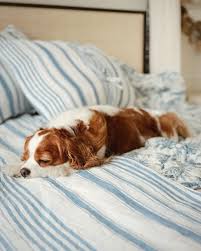 King Charles Spaniel Cavalier Dog The Glam Pad