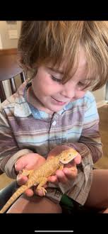 Bearded dragons Tips, Care and Rehoming Center