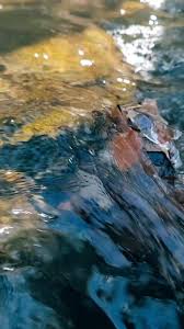 Alyssa Fedor (@alyssafedor)