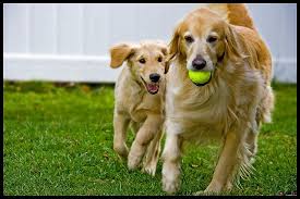 As well as stimulating the puppies to pee/poop, mama raven cleaned all the green gunk off of the pups when they were born and was diligent about keeping the whelping box clean by licking up any. Ha Ha Got Your Ball Dog Heaven I Like Dogs Sleeping Dogs
