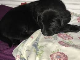 New and used items, cars, real estate, jobs, services adorable lab mix puppies for sale! Litter Of 5 Labrador Retriever Puppies For Sale In Colorado Springs Co Adn 30520 On Puppyfinder Co Labrador Retriever Puppies Puppy Images Labrador Retriever