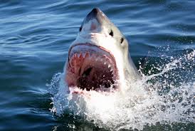 Check out my green fields of france video :) Great White Shark Dive Package Gansbaai Tour