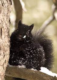 Magical Nature Tour Animals Beautiful Cute Squirrel Black Squirrel