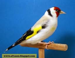 صور لكل أنواع الطفرات عند طائر الحسون Pretty Birds Beautiful Birds Parrot