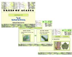 Interactive Guide To Common Native Trees Of Nova Scotia