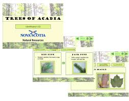 interactive guide to common native trees of nova scotia