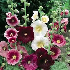 Pin On Flowers