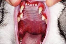 Periodontal (gum) disease in cats is a serious condition. Gingivitis Stomatitis Complex In Cats Celtic Smr