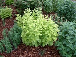Image result for Tanacetum parthenium