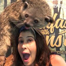 108 Moy Aresei 12 Sxolia K R I Z I A Kritzer Sto Instagram My Binturong And Me A Tale Of Two Star Crossed Lovers Koala Bear Bear Koala