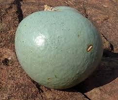 Image result for Strychnos matopensis