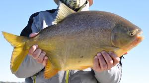 Pesca de Pacú en Argentina - Pesca en Argentina - Todo sobre Pesca Deportiva