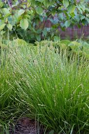 Image result for Seddera