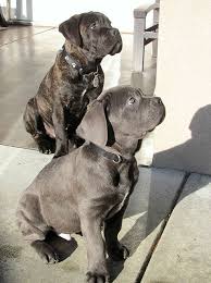 Old World Cane Corso Gallery Dog Home Dog Training Dog Needs First Dog Derp Dog Dogs That Dont Shed Dog Rescues Adopt In 2020 Cane Corso Puppies Corso Dog Cane Corso