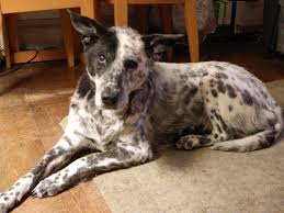 Black Australian Cattle Dog Mix Puppy My Blue Heeler Dalmatian Cross Cattle Dogs Mix Australian Cattle Dog Mix Heeler Mix