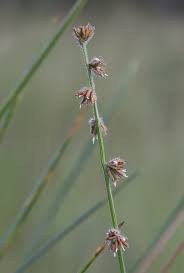 Image result for Scleria distans