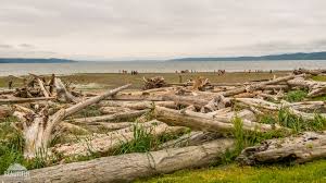 Maybe you would like to learn more about one of these? Saltwater State Park Info Activities Photos Des Moines Wa