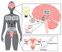 Shiftwork and Light at Night Negatively Impact Molecular and Endocrine  Timekeeping in the Female Reproductive Axis in Humans and Rodents