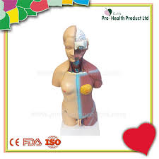 Bones are attached to other bones through ligaments, a fibrous connective tissue. China Human Internal Organs Torso Anatomy Model China Human Torso Model Detachable Human Torso Model