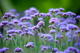 Maybe you would like to learn more about one of these? 25 Best Full Sun Perennials Plants Flowers For Sunny Gardens