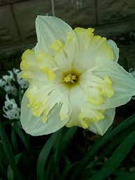 Daffodil Daffodils Flowers Photography Beautiful Flowers