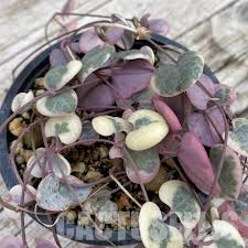 Image result for Ceropegia breviflora