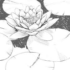 The coloring pages feature lilypads in normal as well as in cartoonized versions. Beautiful Drawing Of Lily Pad Coloring Page Color Luna