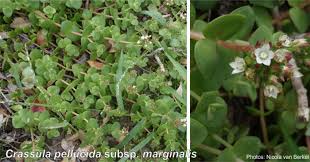 Image result for Crassula alsinoides