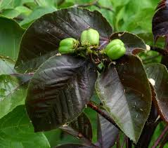 Image result for Jatropha gossypiifolia
