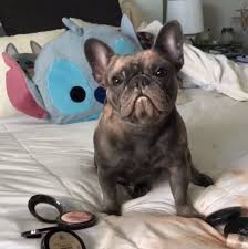 Because of how they were developed, their physical features aren't the most ideal for. French Bulldog Eats Mom S Makeup In Hilarious Video Inspiremore