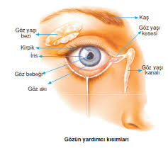 Goz Bebegi Akmasi