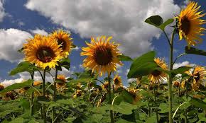 In this stage still nothing happens, no sign of germination or any activity about the plant. Sunflower Seed Germination Time Temperature Process Agri Farming